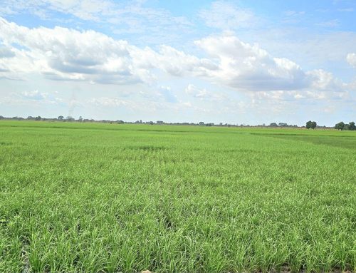 DOUROU : chronique d’un aménagement agricole réussi | Storytelling