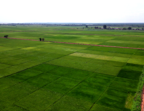 Renaissance du périmètre irrigué de Banzon ou le bonheur retrouvé des producteurs | Storytelling