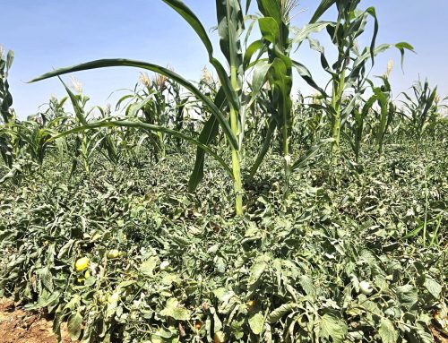 Amélioration de la productivité agricole dans la plaine de Dourou : point de vue de Ouédraogo Saïdou